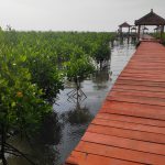 Hutan Mangrove Pasar Banggi Terpilih Sebagai Wisata Percontohan