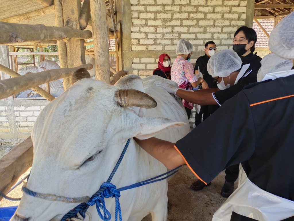 Keren, Dokter Hewan 10 Provinsi Belajar Operasi Sesar Sapi di Rembang